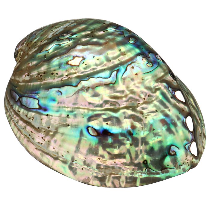 Paua Abalone Seeohr *Laurina*