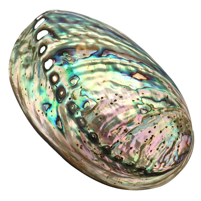 Paua Abalone Seeohr *Laurina*