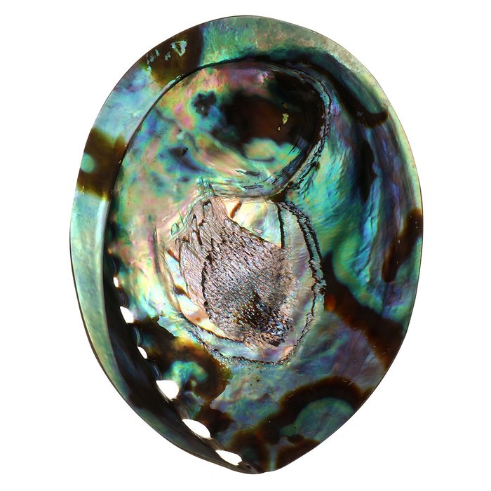 Paua Abalone Seeohr *Laurina*
