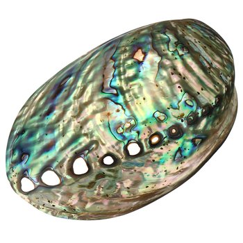 Paua Abalone Seeohr *Laurina*