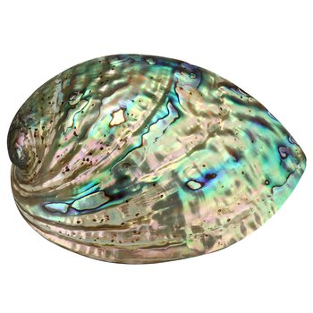 Paua Abalone Seeohr *Laurina*